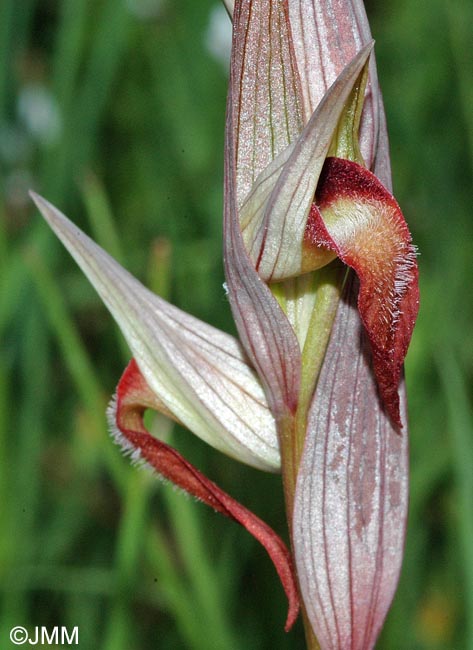 Serapias longipetala