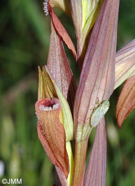 Serapias longipetala