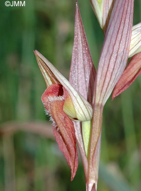 Serapias longipetala