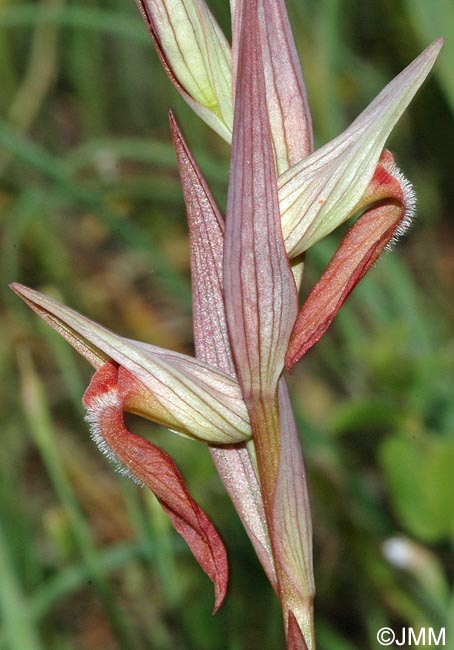 Serapias longipetala