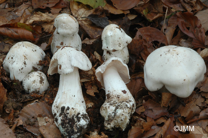 Tricholoma columbetta