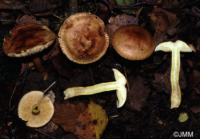 Tricholoma fulvum