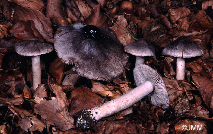 Tricholoma sciodes