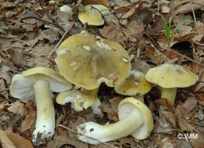 Tricholoma sejunctum