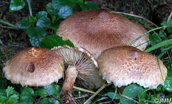 Tricholoma vaccinum