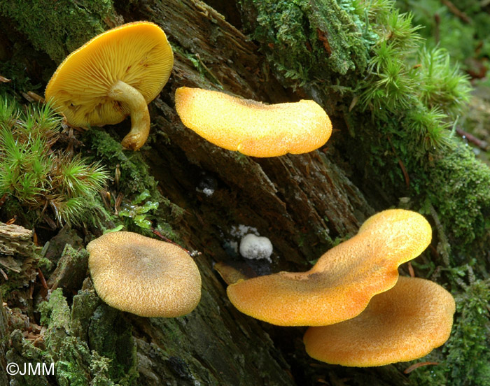 Tricholomopsis decora