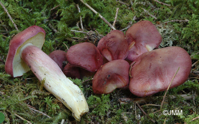 Tricholomopsis rutilans