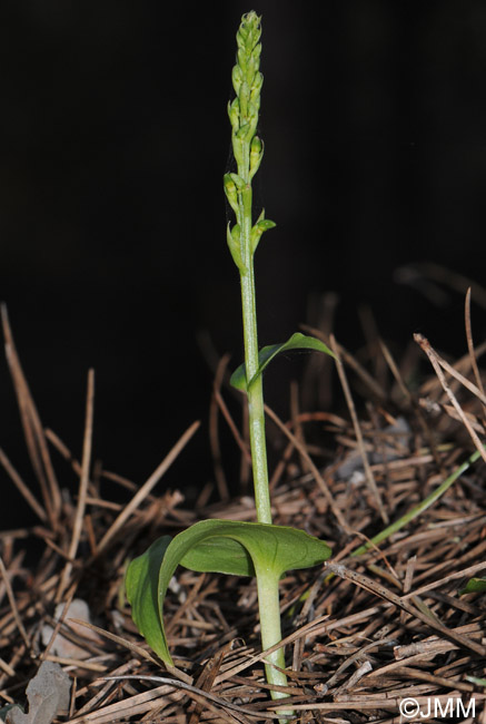 Gennaria diphylla