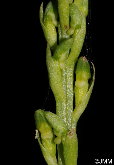 Gennaria diphylla