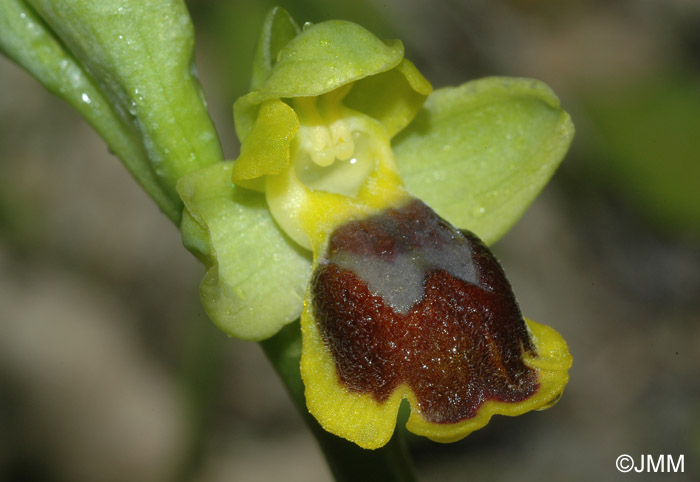Ophrys aspea