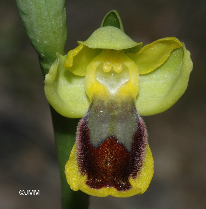 Ophrys aspea