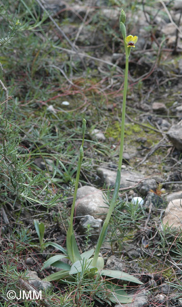 Ophrys aspea