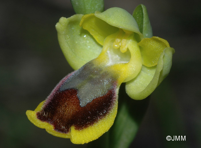 Ophrys aspea