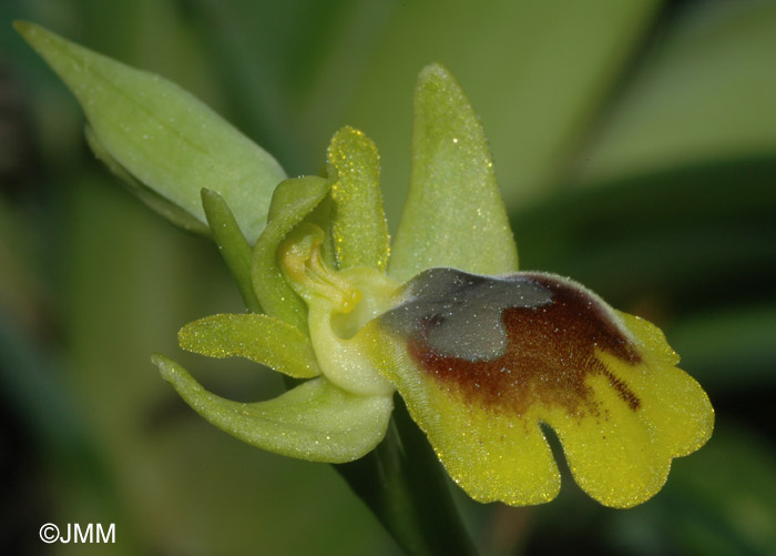 Ophrys battandieri