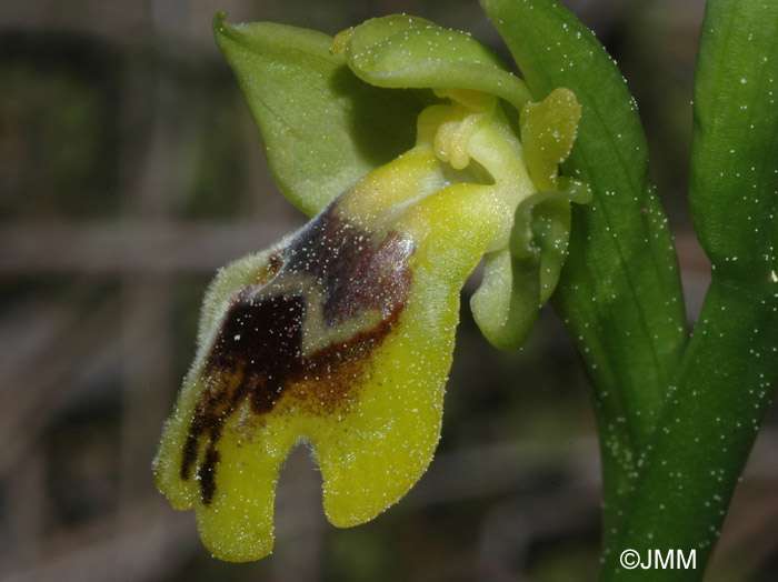 Ophrys battandieri