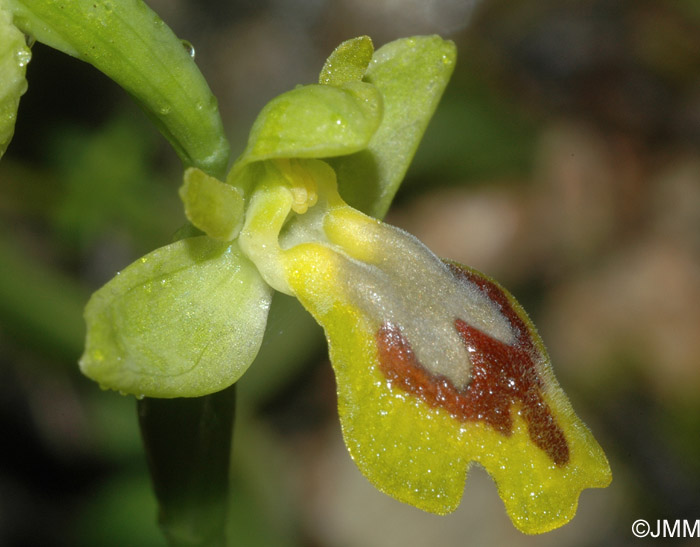 Ophrys battandieri 