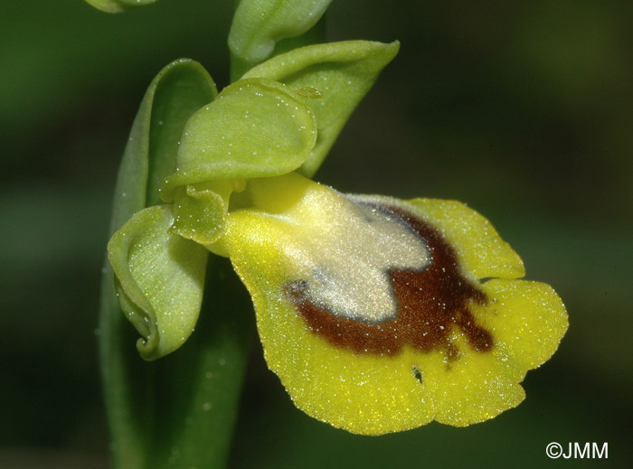Ophrys battandieri 