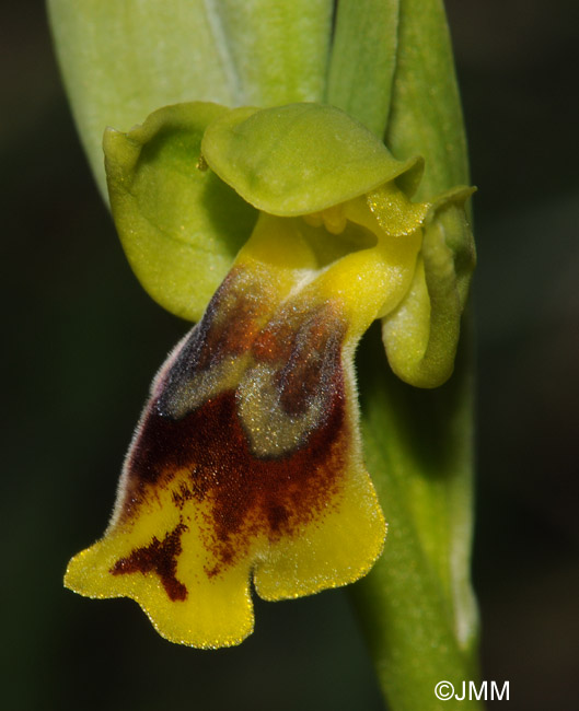 Ophrys battandieri