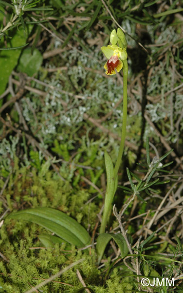 Ophrys battandieri 