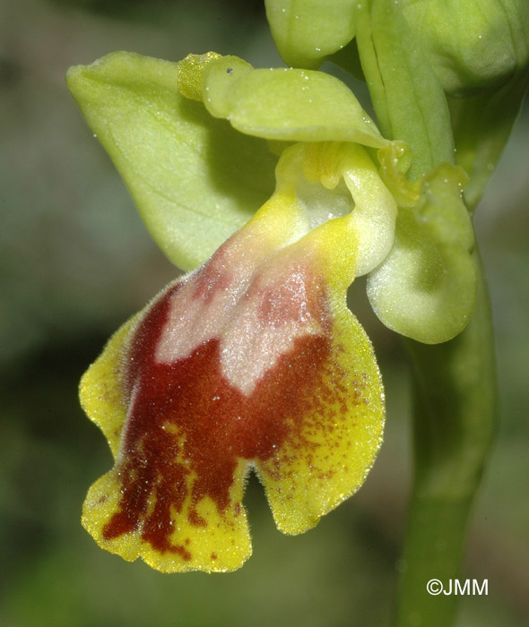 Ophrys battandieri 