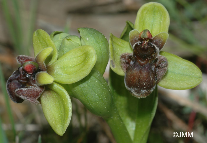 Ophrys bombyliflora.