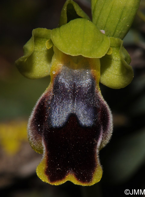 Ophrys carpitana