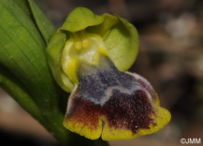 Ophrys carpitana