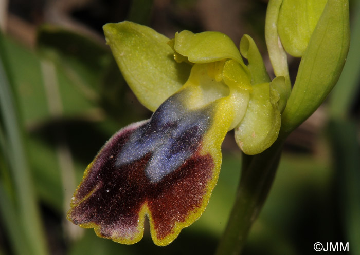 Ophrys carpitana