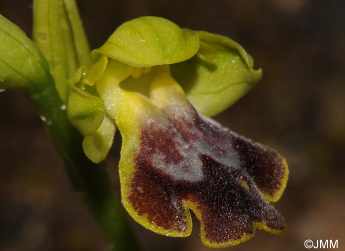 Ophrys carpitana