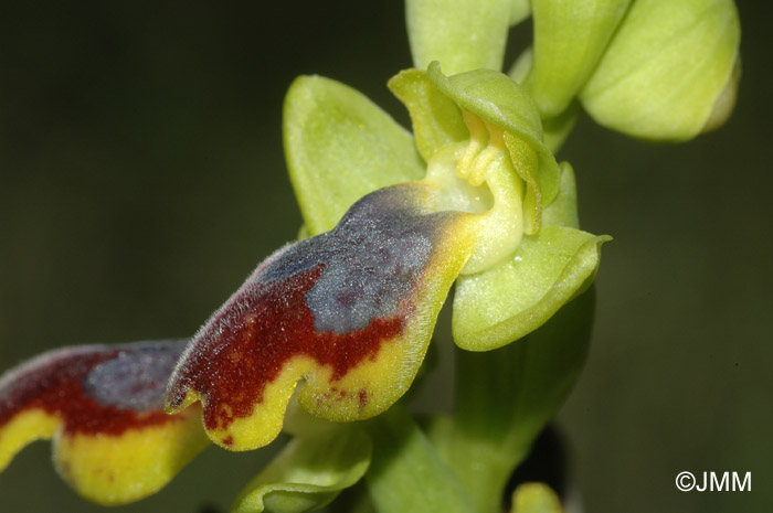 Ophrys carpitana