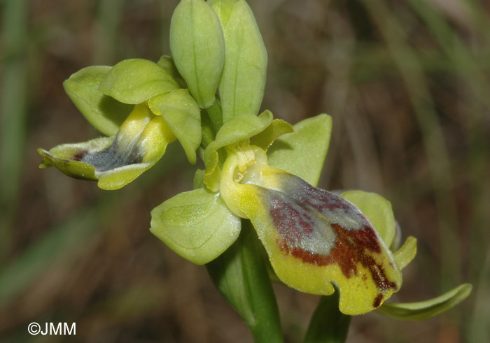 Ophrys carpitana