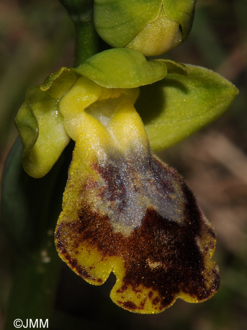 Ophrys carpitana