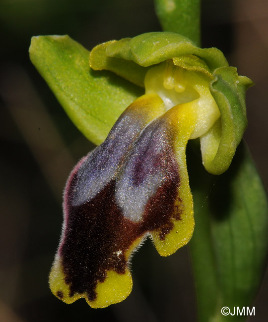 Ophrys carpitana