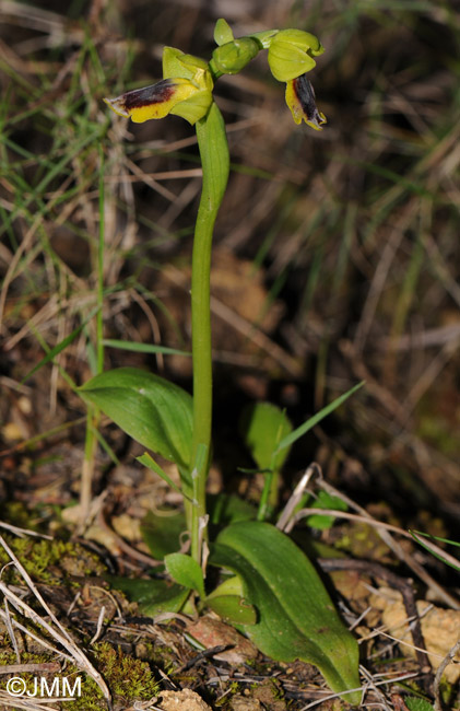 Ophrys carpitana