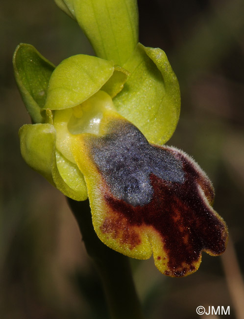 Ophrys carpitana