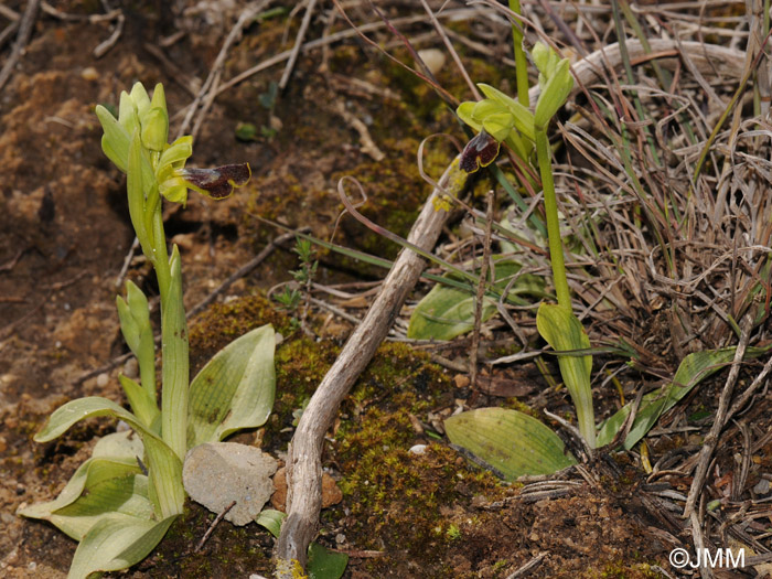 Ophrys carpitana