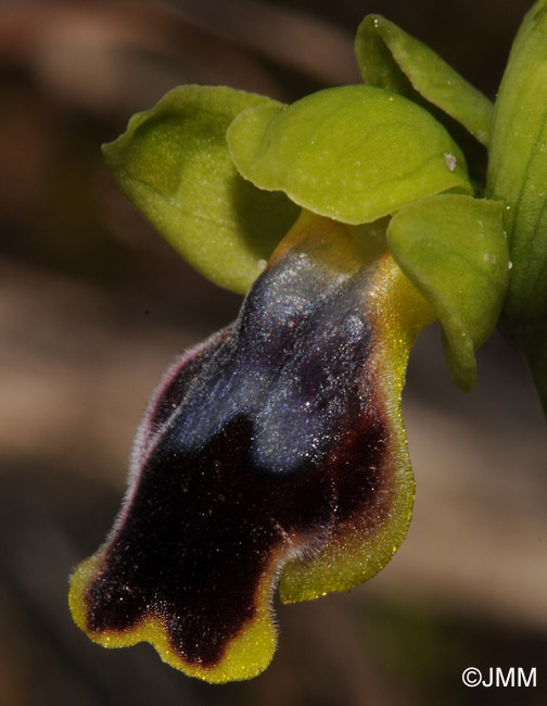 Ophrys carpitana