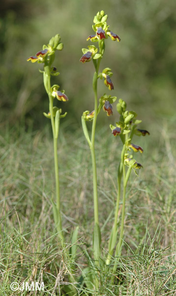 Ophrys carpitana