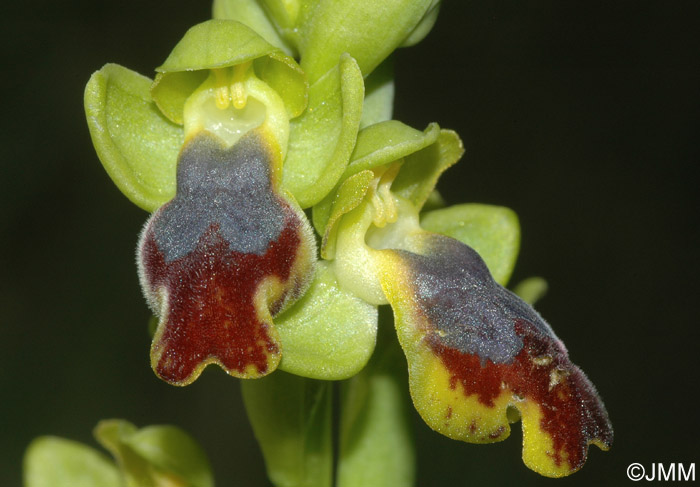 Ophrys carpitana