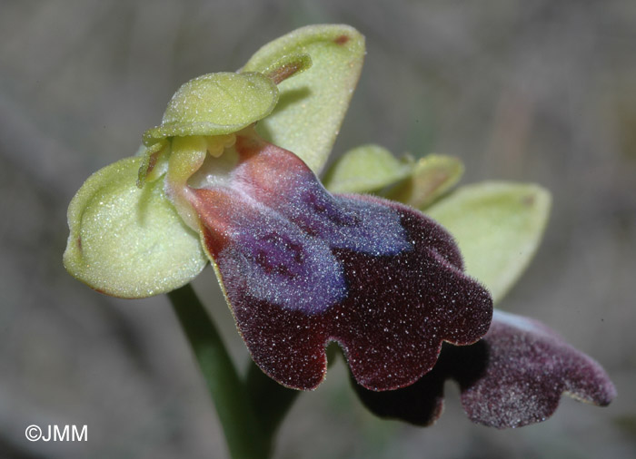 Ophrys eleonorae