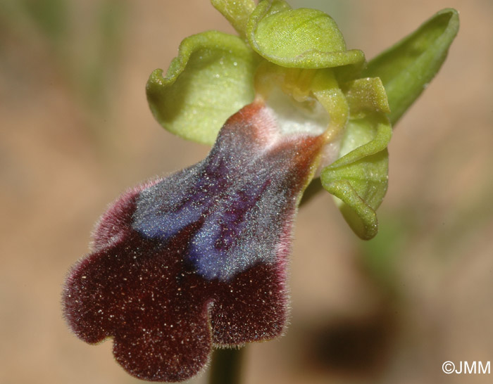 Ophrys eleonorae