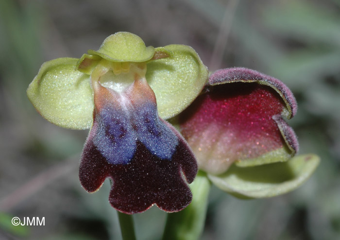 Ophrys eleonorae