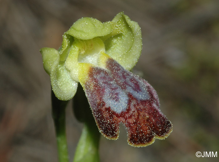 Ophrys gazella