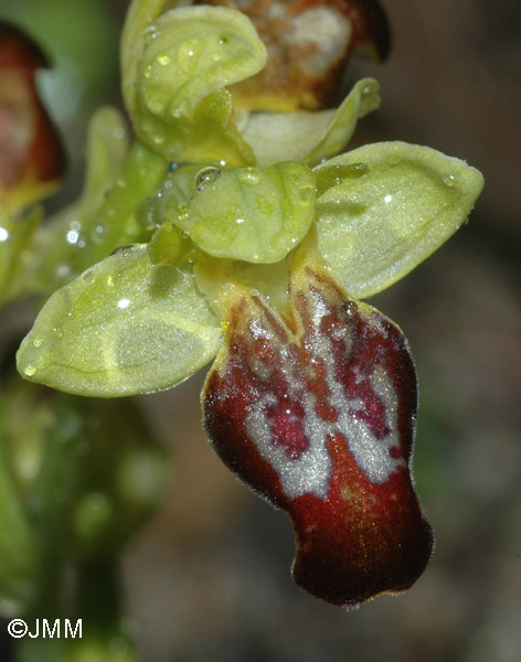 Ophrys gazella