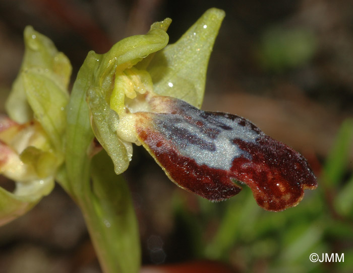 Ophrys gazella