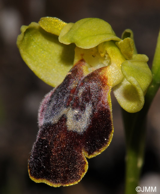 Ophrys gazella