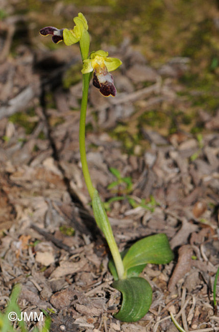 Ophrys gazella