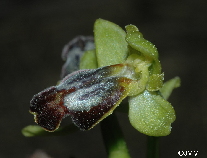 Ophrys gazella