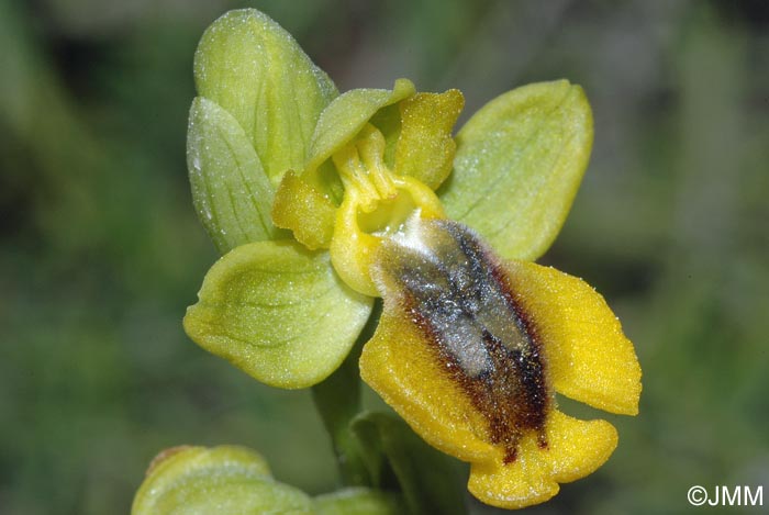 Ophrys glabra