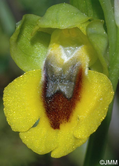 Ophrys glabra